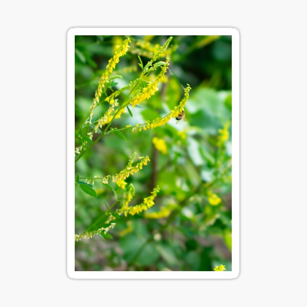 Yellow Flowers Landed on by a Bee Sticker