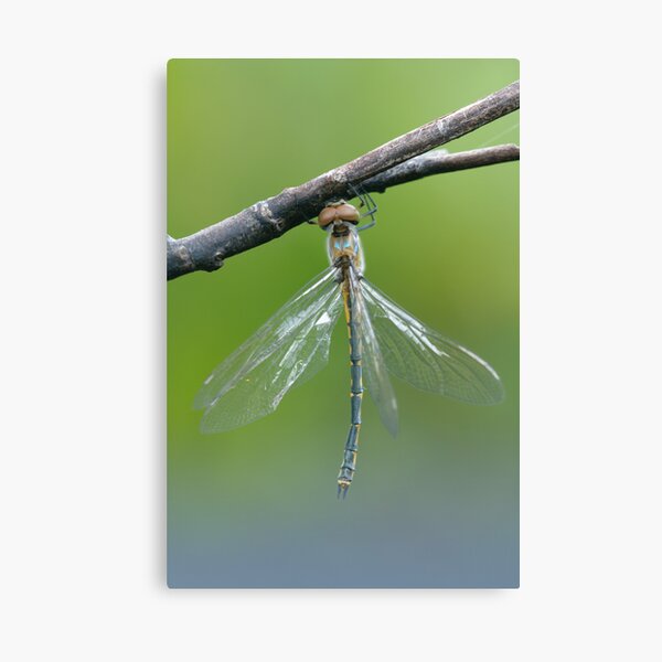 Emerald Dragonfly Canvas Print