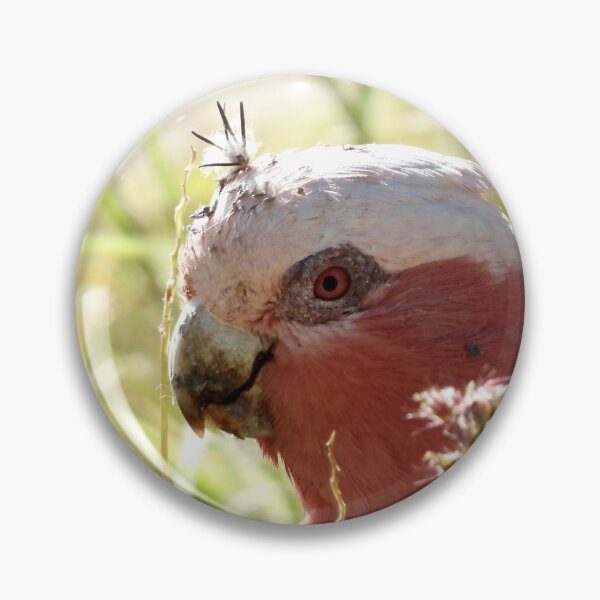 Item preview, Galah with prickles stuck in its head  designed and sold by Mark Grimsley.