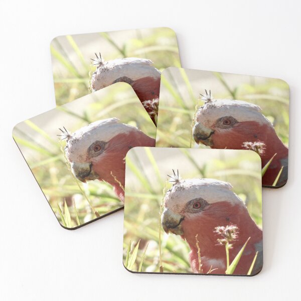 Item preview, Galah with prickles stuck in its head  designed and sold by Mark Grimsley.