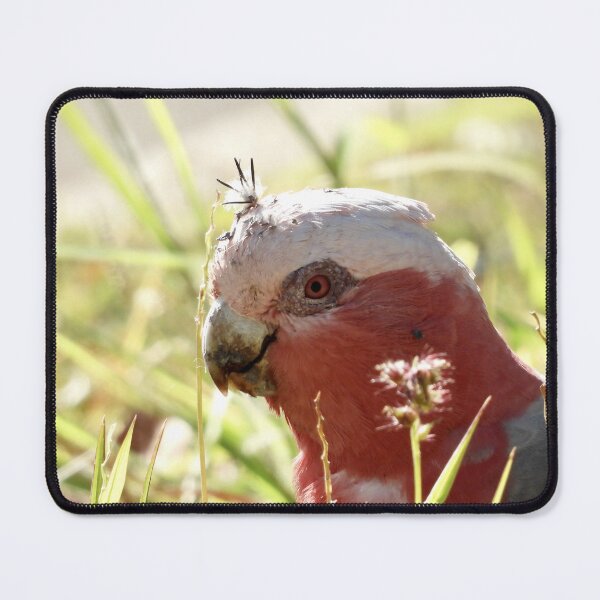 Item preview, Galah with prickles stuck in its head  designed and sold by Mark Grimsley.