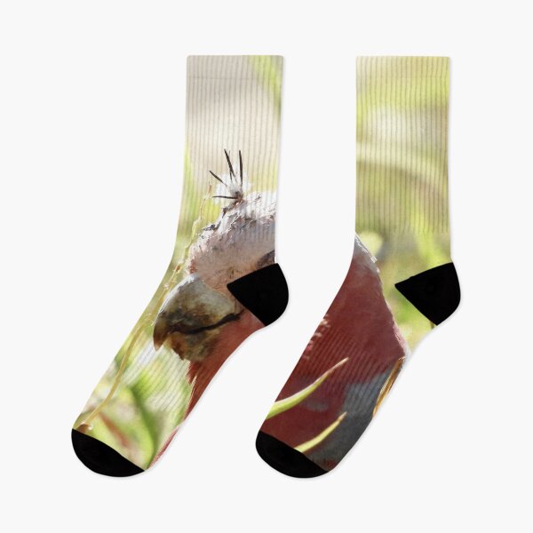 Item preview, Galah with prickles stuck in its head  designed and sold by Mark Grimsley.