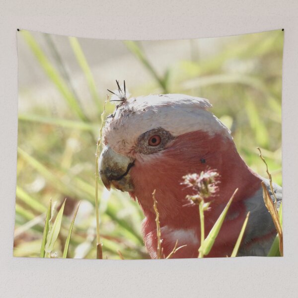 Item preview, Galah with prickles stuck in its head  designed and sold by Mark Grimsley.