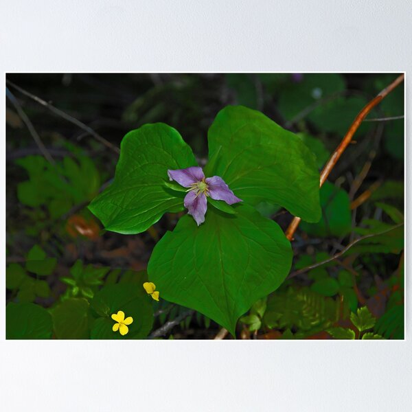 Item preview, wildflower designed and sold by Gale Distler.