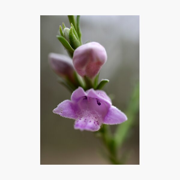 Item preview, Eremophila-Native flower designed and sold by Katrina Freckleton.