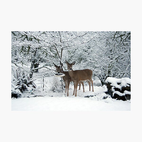 Item preview, White Tails white Christmas designed and sold by SKNickel.
