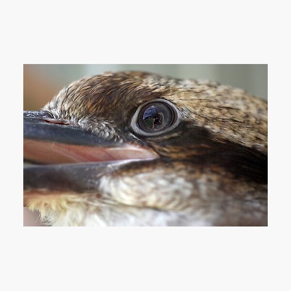 Artikelvorschau, Kookaburra reflections entworfen und verkauft von Katrina Freckleton.