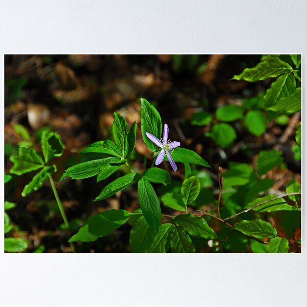 Item preview, wildflower 2 designed and sold by Gale Distler.