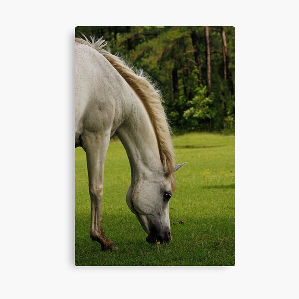 Windy Day Canvas Print
