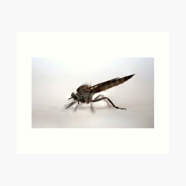 Fliege Kunstdruck