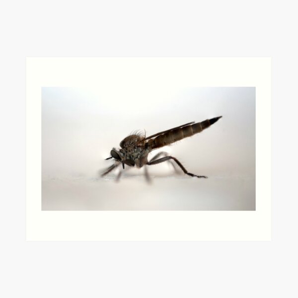 Fliege Kunstdruck