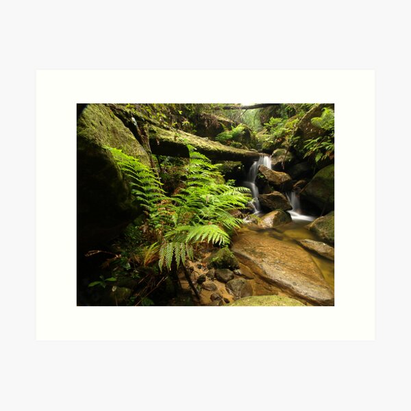 Item preview, The Fernery - Blue Mountains NP, NSW designed and sold by Malcolm Katon.