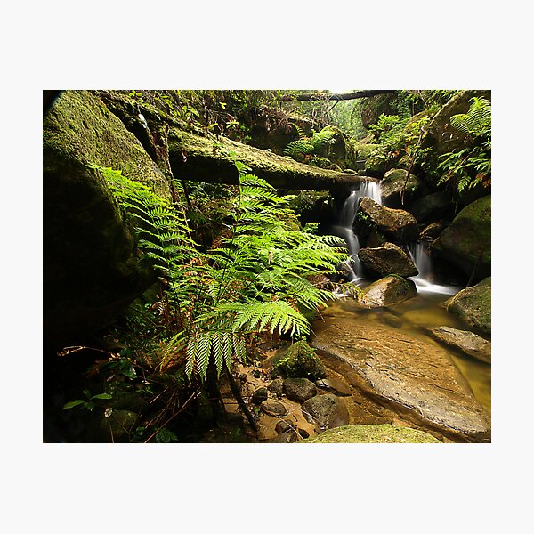 Item preview, The Fernery - Blue Mountains NP, NSW designed and sold by Malcolm Katon.