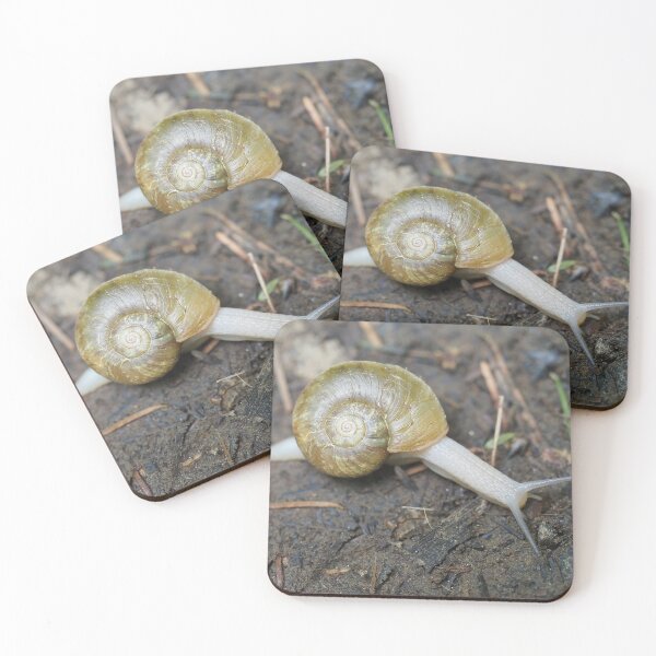Item preview, Haplotrema vancouverense snail designed and sold by SDym Photography.