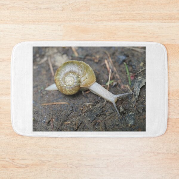 Item preview, Haplotrema vancouverense snail designed and sold by SDym Photography.
