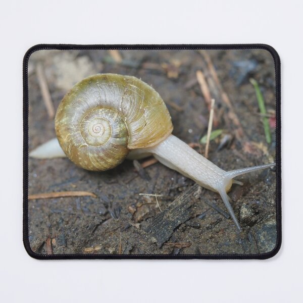 Item preview, Haplotrema vancouverense snail designed and sold by SDym Photography.