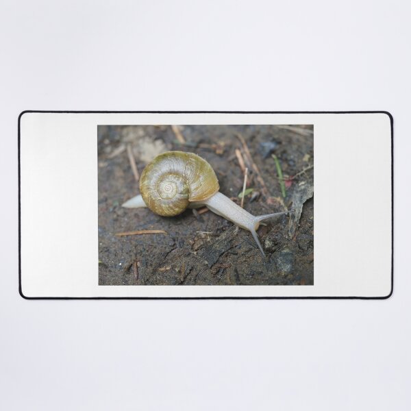 Item preview, Haplotrema vancouverense snail designed and sold by SDym Photography.