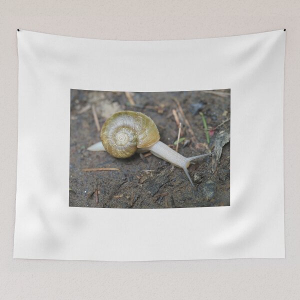 Item preview, Haplotrema vancouverense snail designed and sold by SDym Photography.