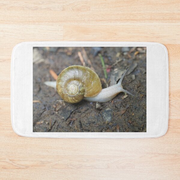 Item preview, Haplotrema vancouverense snail designed and sold by SDym Photography.