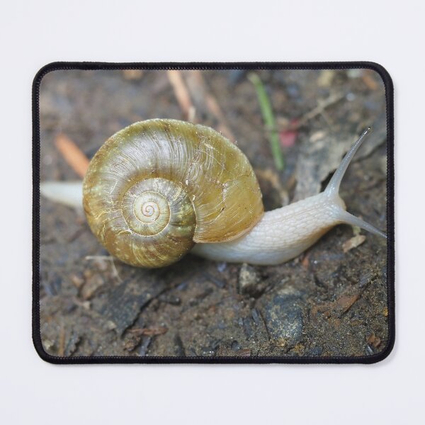 Item preview, Haplotrema vancouverense snail designed and sold by SDym Photography.
