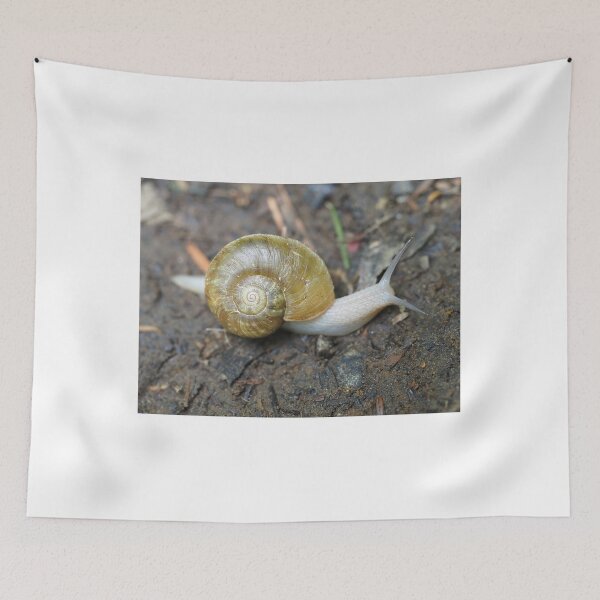 Item preview, Haplotrema vancouverense snail designed and sold by SDym Photography.