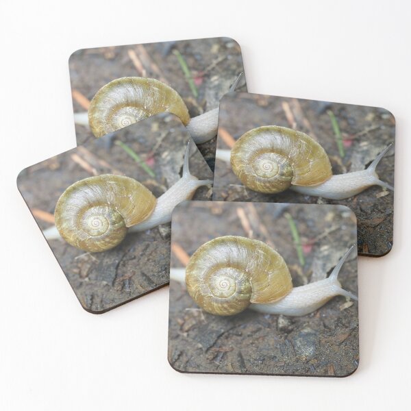 Item preview, Haplotrema vancouverense snail designed and sold by SDym Photography.