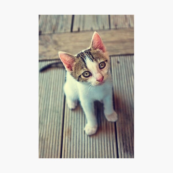 Kleine Katze Fotodruck