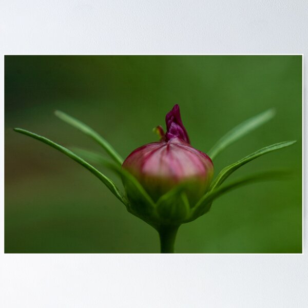 Item preview, Flower Bud designed and sold by neroli50.
