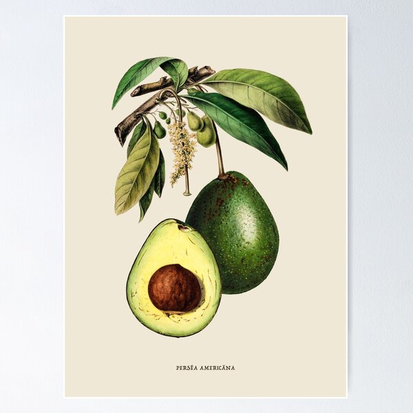 Item preview, Avocado Antique Botanical Illustration designed and sold by Antiquated Art.