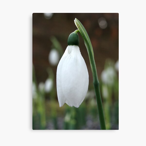 Purity Canvas Print