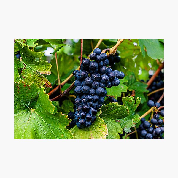 Item preview, Ripe grapes ready to harvest designed and sold by MSPicArt.