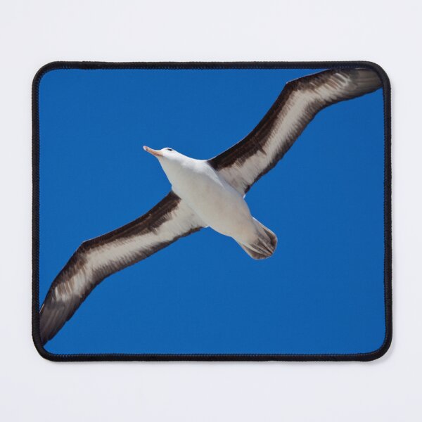 Item preview, Soar (Black-Browed Albatross, Falklands) designed and sold by Krys Bailey.