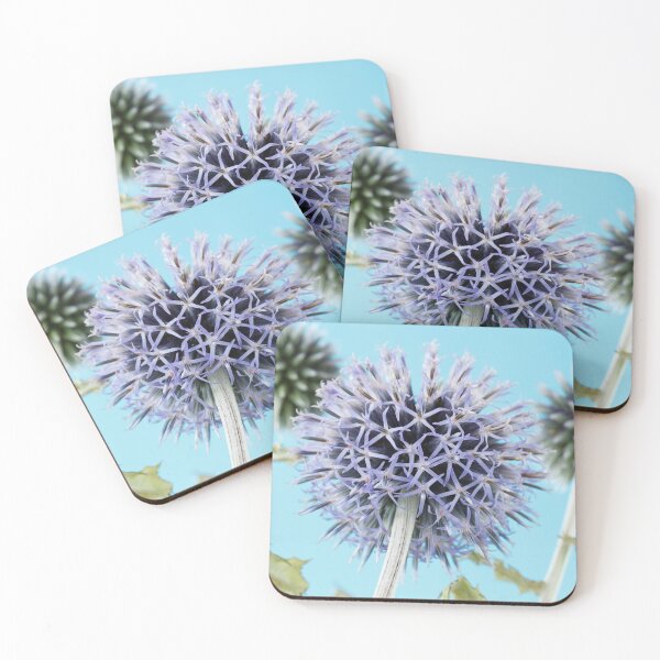 Item preview, Echinops bannaticus  'Blue Globe'  Globe thistle designed and sold by Chris Burrows.