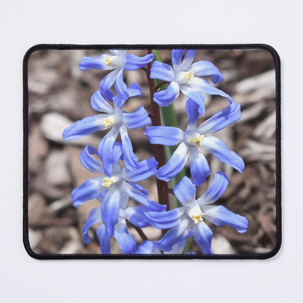 Item preview, Glory-of-the-Snow in Bloom designed and sold by Kathleen Brant.