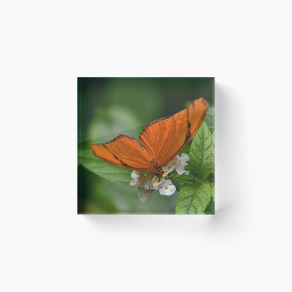 Item preview, Orange Julia _Dryas iulia called the Julia butterfly designed and sold by Poete100.