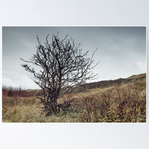 Buckthorn Poster
