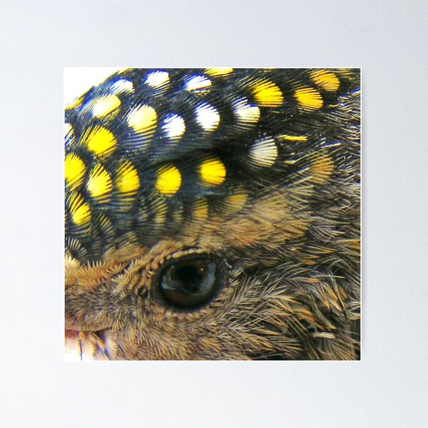 Item preview, tiny eyes designed and sold by Peta Hurley-Hill.