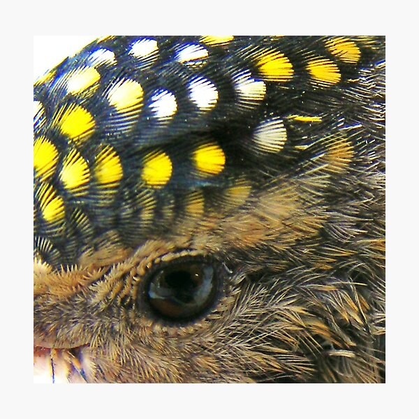 Aperçu de l'œuvre tiny eyes créée et vendue par Peta Hurley-Hill.