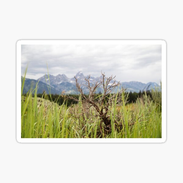 Item preview, Grand Teton from a Shrubs View designed and sold by hesselphoto.
