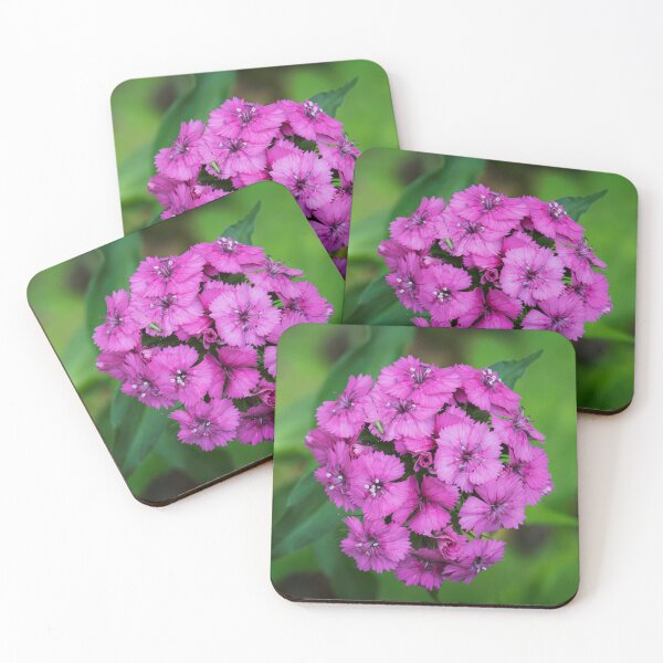 Item preview, Cluster of Sweet Williams designed and sold by Tim Dusenberry.