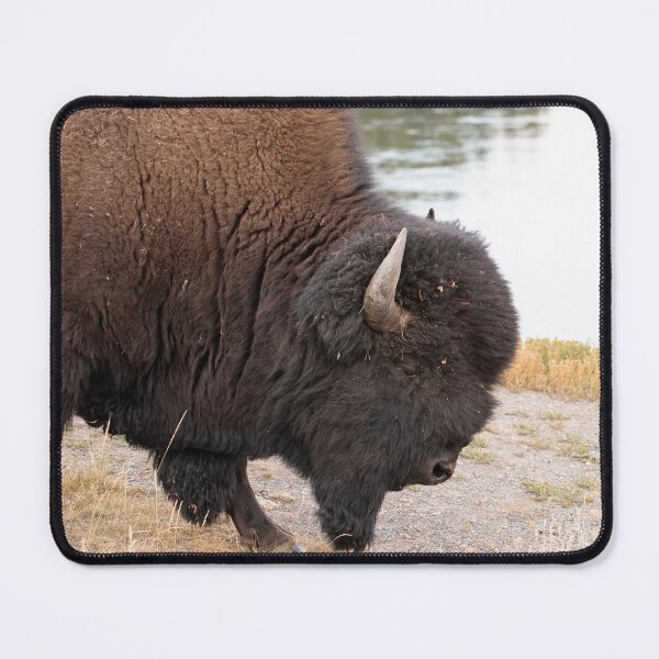 Item preview, Portrait of a Bison designed and sold by hesselphoto.