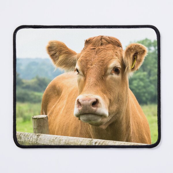 Item preview, Limousin Cow III designed and sold by Jane Stanley Photography.