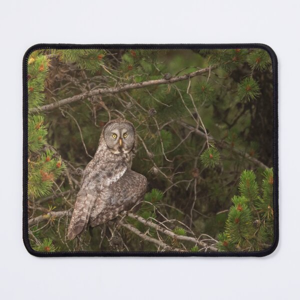Item preview, Great Grey Owl designed and sold by hesselphoto.