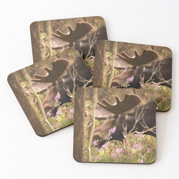 Item preview, Browsing Moose designed and sold by hesselphoto.