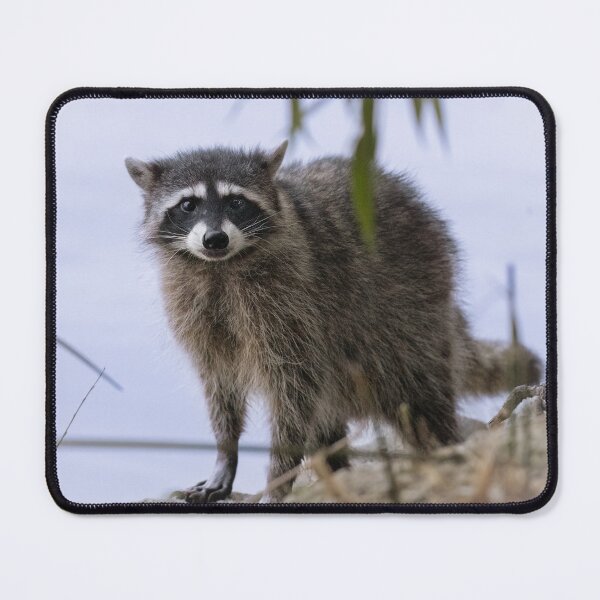 Item preview, Urban raccoon designed and sold by Anthony Brewer.