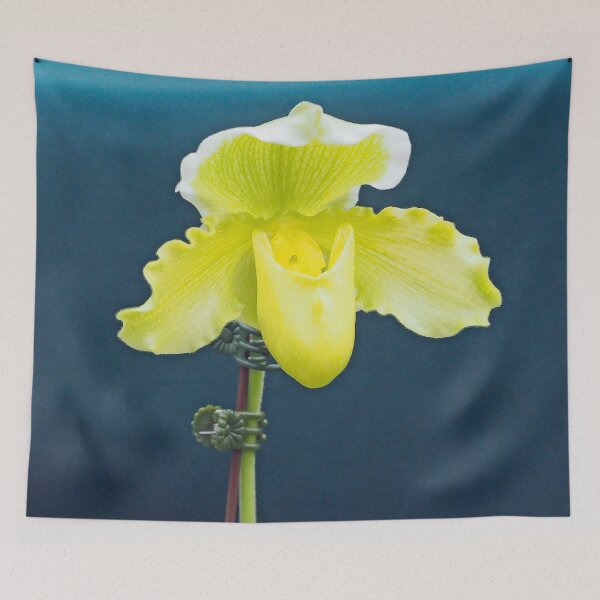 Artikelvorschau, Pantoffel Orchidee 816 entworfen und verkauft von Strawflower Oasis.