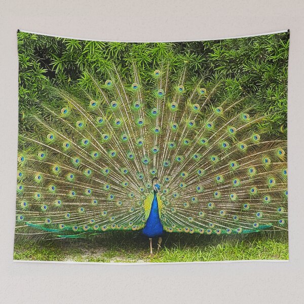 Item preview, Peacock in all its glory designed and sold by Alla Gill.