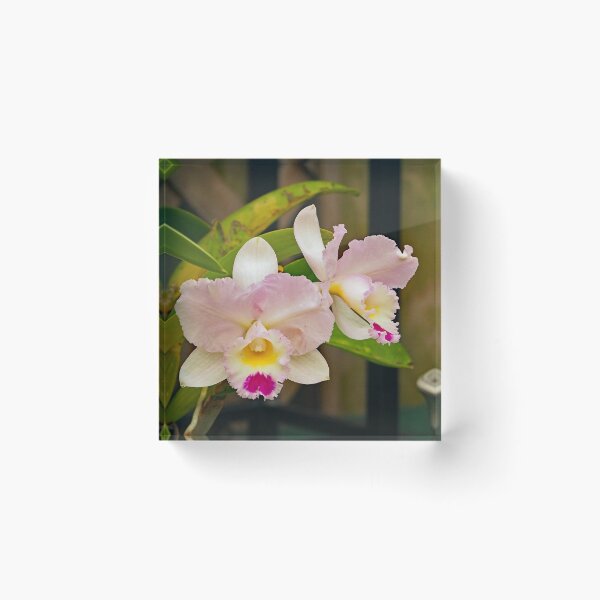 Item preview, Cattleya Orchid 830 designed and sold by Strawflower Oasis.