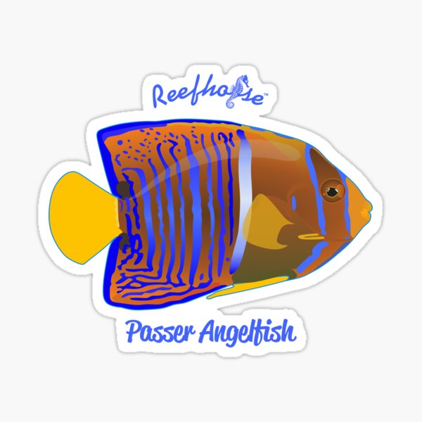 Passer Angelfish Sticker