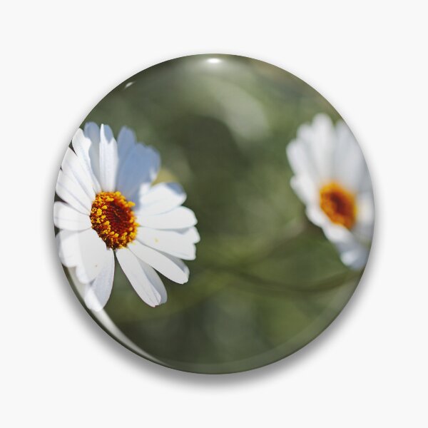 Item preview, With Golden Heart White Daisies designed and sold by Joy Watson - Natural Light Photography .